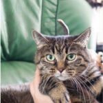 猫の聖なる魔力にあずかる方法（2022年11月号）