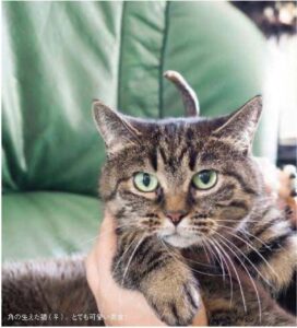 猫の聖なる魔力にあずかる方法(2022年11月号)