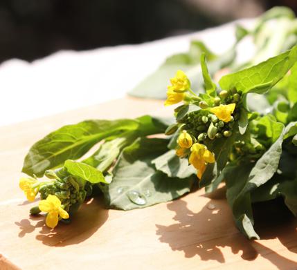 タドさん菜の花