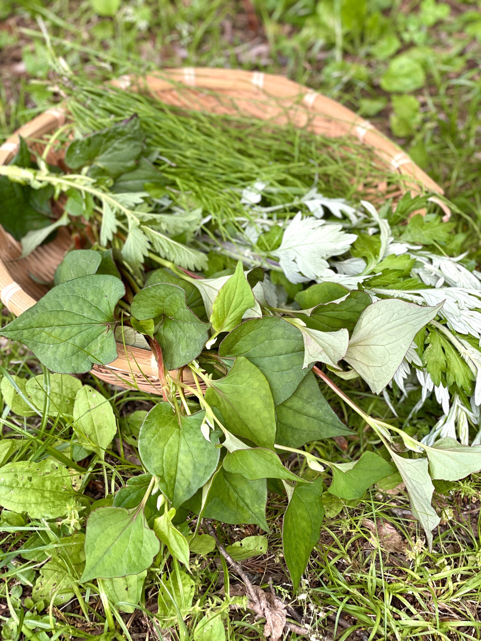 野草