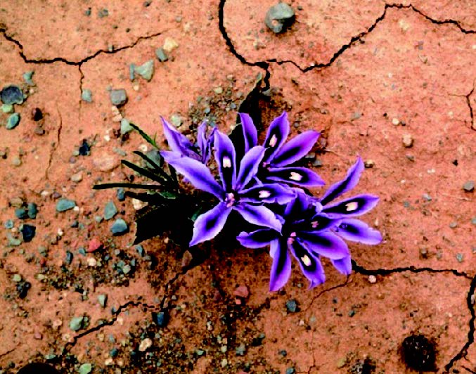 バビアナの花