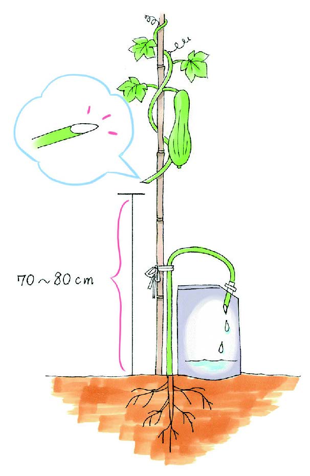 ヘチマ水の採り方