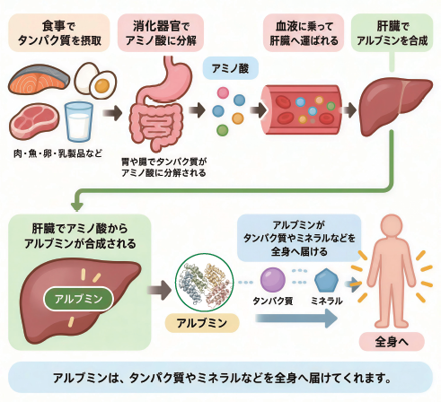 運び屋タンパク質